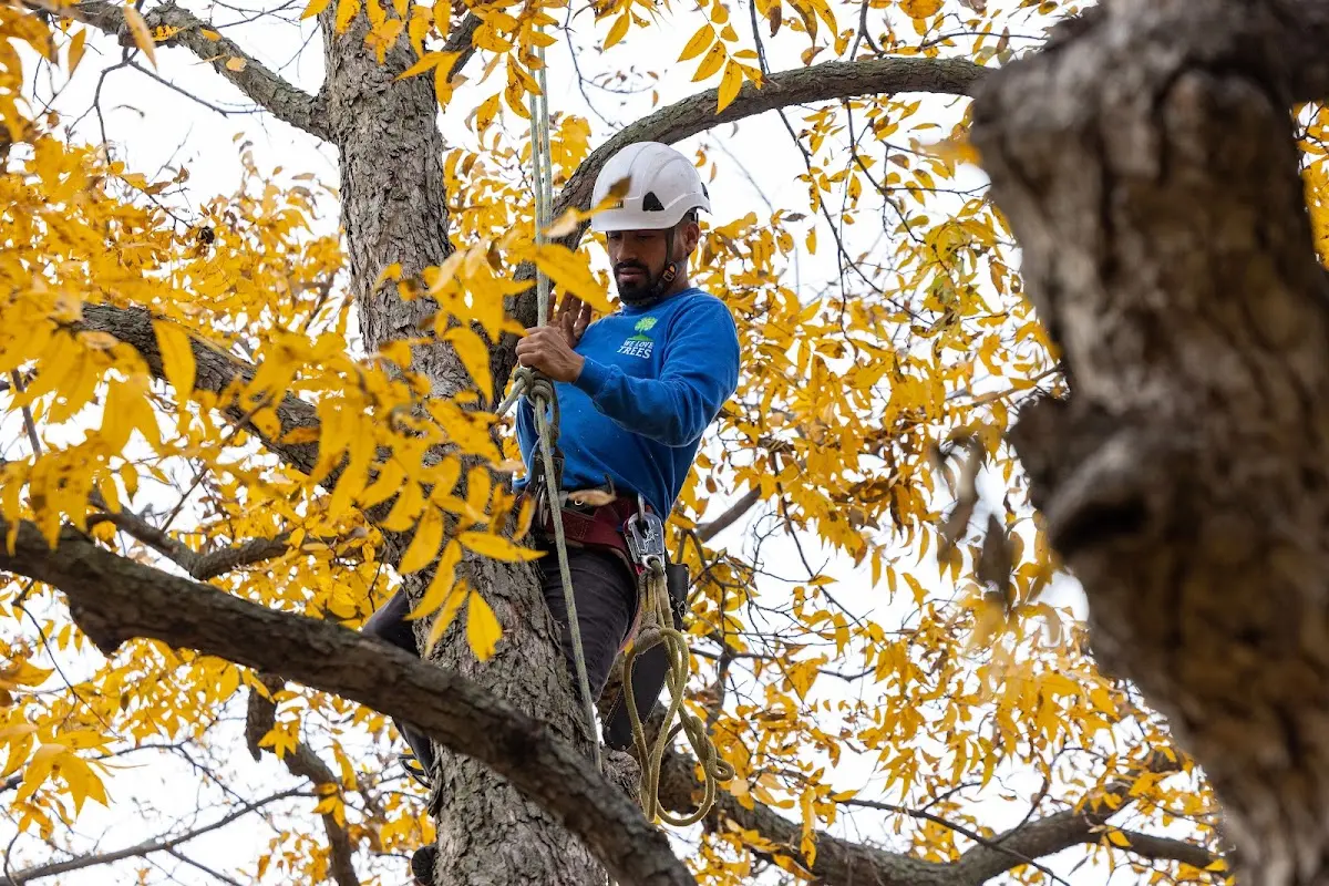 Skilled Tree Transplanting crew working in Grand Saline